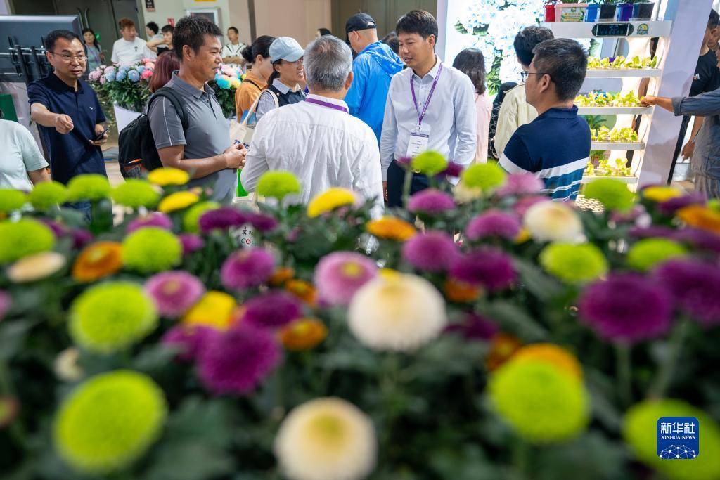 白菜免费送